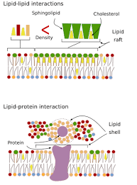 Biological Membranes: Membrane Dynamics On The Mcat – Medlife Mastery