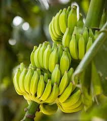 Doch dann wurden die pflanzen von pilzerkrankungen befallen. Musa Acuminata Dwarf Cavendish Bananier Nain Palmiers Et Compagnie