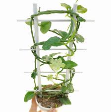 Image result for Ceropegia monteiroae