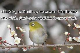 kuslar ile ilgili guzel sozler guzel sozler guzel mesajlar kus guzel soz hayvanlar