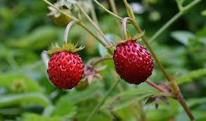 I also enjoy tomatoes like a vegetable in a green salad and on a tasty sandwich or juicy hamburger. 9 Wild Berries Eat To Survive 49 Pics Infographic Identify Poisonous Or Not Camping Fun Zone