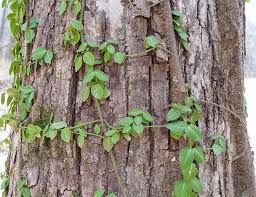 Image result for Euonymus fortunei