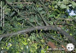 Image result for Calamus deerratus