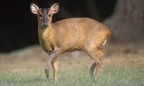 Just as you have to childproof your home, you would have to deerproof your home. Two Foot Muntjac Deer Cause Thousands Crashes Every Year Daily Mail Online