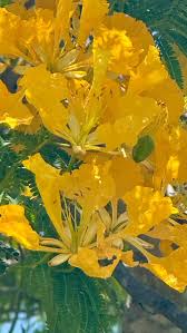 Image result for Pycnostachys parvifolia