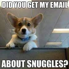 At memesmonkey.com find thousands of memes categorized into thousands of categories. 25 Irresistibly Funny Corgi Meme Sayingimages Com