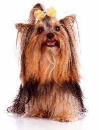 Yorkie Biting Issues Yorkshire Terrier Information Center