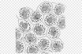 Check spelling or type a new query. Plant Cell Cel Lula Animal Biology Cells Biology Cell Png Pngegg