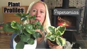 This interesting plant is native to many tropical climates, often found in cloud forests and rainforests growing as an epiphyte (on wood). Peperomia Houseplants Peperomia Care Peperomia Plants Youtube