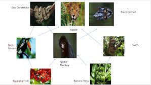 Made by maurice beaulieu ii Food Web Han Nguyen S Beautiful Biology Blog