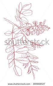 Flower Blooming Acacia Tree Pencil Drawing Buy This Stock Illustration On Shutterstock Find Other Images Cizim Akasya Agac