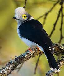 pin by birgul ugurlu on degisik hayvanlar beautiful birds pretty birds rare birds