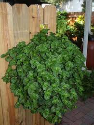 Tanaman hias gantung daun ini merupakan salah satu jenis epifit yang tumbuhnya menumpang di tanaman lain. Jenis Tanaman Hias Gantung Yang Cocok Untuk Di Rumah Voire Project