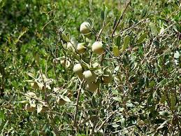 Image result for Diospyros dichrophylla
