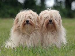 Bild Fran Http Static Wamiz Fr Images Animaux Chiens Large Bichon Havanais 820 Jpg Havanese Dogs Havanese Havanese Puppies