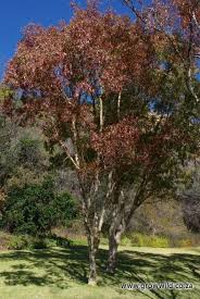 Image result for Heteropyxis natalensis