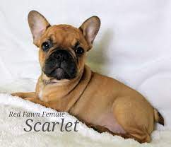 Scarlet A Female French Bulldog Akc Puppy In Lone Tree Colorado Find Cute French Bulldog Puppies And Responsi French Bulldog Puppies French Bulldog Puppies