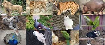 Alipore Zoo Timings Entry Fees 2020 And Address Kolkata Zoo