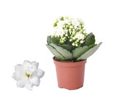 Image result for Kalanchoe rosalina