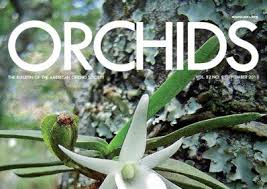 Image result for Diaphananthe odoratissima