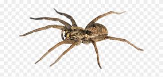 We did not find results for: Wolf Spider Hd Png Download 640x480 6172644 Pngfind