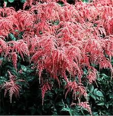 They make a splendid presence in a shady border with the likes of alchemilla mollis, darmera peltata, hostas big and small, and the silvery foliage of lamium. Astilbe Thunbergii Ostrich Plume Sandy S Plants