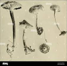Image result for Clitocybe multiceps