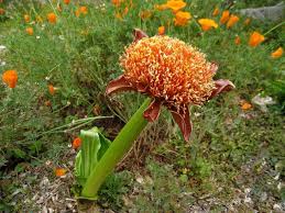 Image result for Schizocarphus nervosus