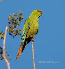 Image result for Coelorachis lepidura