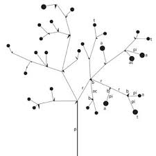 Image result for Monanthotaxis poggei