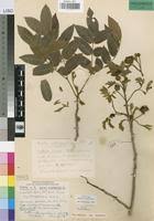 Image result for Xylia torreana