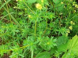 Image result for Galium chloroionanthum