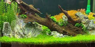Buy todaydelivered to your door!we supply mosquito fish to combat … Aquascaping Ein Garten Mal Ganz Anders Zoohandlung