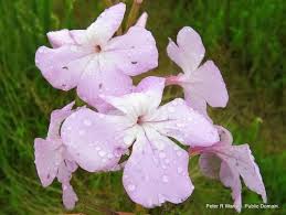 Image result for Cycnium