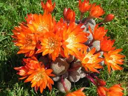 Alcune piante grasse (dette anche piante succulenti) sono semplicissime da coltivare, altre specie un po' meno, ma la maggior parte delle piante grasse che fioriscono sono il nome di questa pianta grassa tappezzante, che è tra le più amate da chi cerca piante grasse con fiori gialli. 15 Tipi Di Piante Grasse Per La Tua Collezione O Giardino Giardinaggio