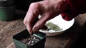 Free shipping for many products! Planting Wasabi Seeds Youtube