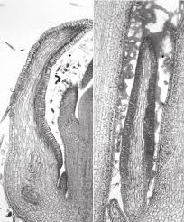 Image result for Aneulophus africanus