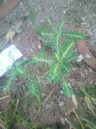 Image result for Phyllanthus muellerianus