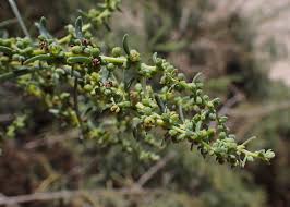 Image result for Suaeda monoica