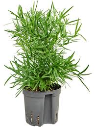 Image result for Asparagus falcatus