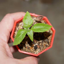 Image result for Dorstenia cuspidata