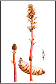 Image result for Gastrodia rwandensis