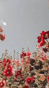 Are you looking for flower wallpaper? Aesthetic Floral Hd Wallpapers Wallpaper Cave