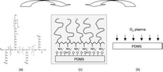 Includes biotin, fitc, pegylation the peptide modification services at genscript offer a wide range of modifications to meet any research. Pll G Peg Adsorbed On Pdms Surface Science And Technology Eth Zurich