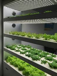 無土栽培 水培設備 家庭種菜 智能水培種植設備 城市農場 種菜機 backyard aquaponics aquaponics hydroponics