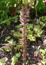 Image result for Micrargeriella