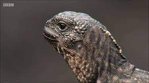 The Great Escape Gif Planet Earth Ii Iguana Baby Iguana