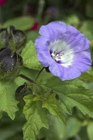Image result for Nicandra physalodes