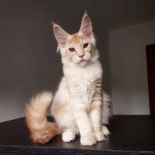 Pin On Gorgeous Cats