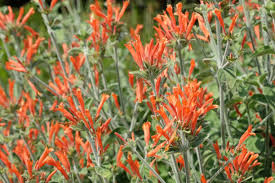 Image result for Dicliptera sericea